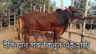 বাংলাদেশ বর্ডার এলাকার খুবই বিখ্যাত একটি গরুর বাজার এটি || Bangladesh border cow market (2025)