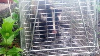 ハクビシン　白鼻心　有害駆除　捕獲　20140610