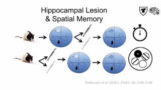 Tricky Topics: Hippocampus & Memory