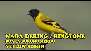 Download Lagu NADA DERING RINGTONE SUARA BURUNG YELLOW SISKIN ME... MP3 Gratis