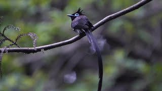 神奈川県大磯町のサンコウチョウ（雄）その７０（4K60P動画）