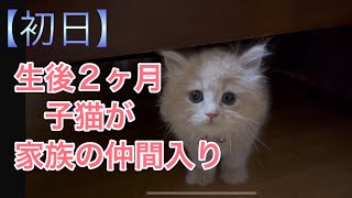 【スコティッシュストレート】子猫2ヶ月が家族の仲間入り