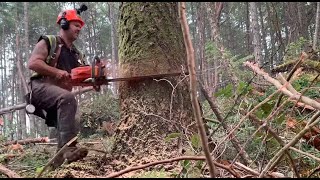 Cutting timber down , hot rod Husky, makin' stumps.