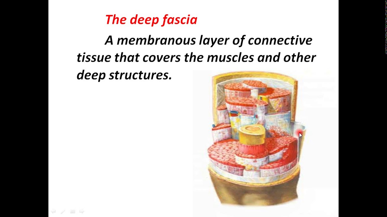 Anatomy/ Introduction B - YouTube