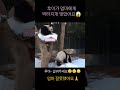 아이바오 화🔥가 났어요ㅠ 엄마 털주먹으로 퍽퍽퍽😱 얻어터지고 잠든 후이 ㅋㅋ😆 푸스빌 위에서 구경만 하는 루이 😲 엄마아이바오 후동석후이 후이바오 루이후이 루이바오