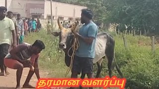 தமிழன்டா தரமான வளர்ப்பு//jallikattu video // jallikattu