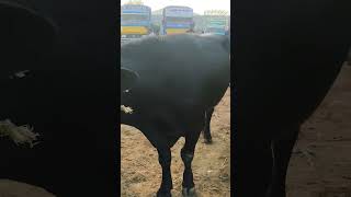 Kaalai maadu#cow #farming #agriculture #bull #pets #animals #erode #chennai #kerala #pet #hyderabad