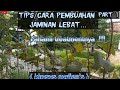 #Tips/cara pembuahan jaminan lebat part 1