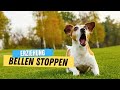 Dein Hund hört nicht auf zu bellen? DAS musst du tun! ✅