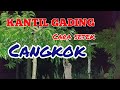 Cara Cangkok Bunga Kantil Gading