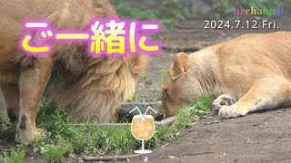 【旭山動物園ライオン】夏本番！オリトとイオ、夫婦で一緒に水分補給！今日の一番は誰？