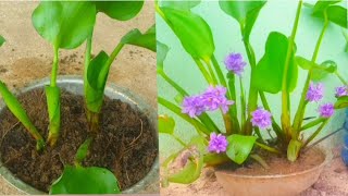 Grow Water Hyacinth at Home