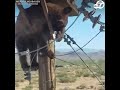 Bear found tangled in power pole wires in southern Arizona | ABC7