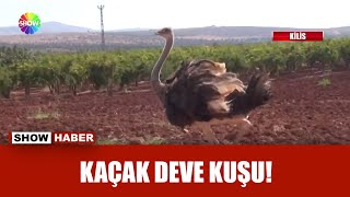 Sınırı geçen deve kuşu Türkiye'de yakalandı