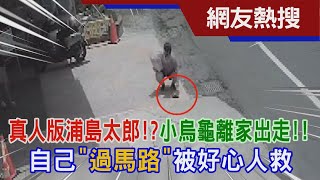 真人版浦島太郎 小烏龜離家出走 自己過馬路被好心人救