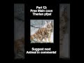 Part 12: Free Maine coon therian pfps | Free! No credit needed! | #Therian #maincoon #antizoo |