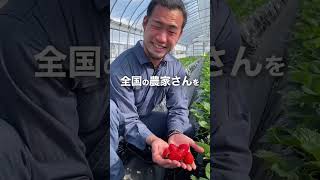 イチゴ農家さん直伝！イチゴの美味しい食べ方！？#shorts