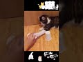 【かわいい猫】わぁ～ｗ ≧▽≦ 愉快なねこ達ｗ neko ねこ shorts