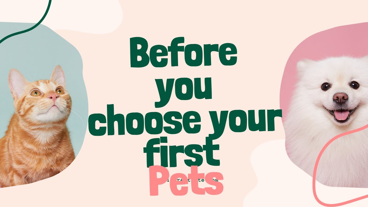 Dog Cat Essentials Everything You Need Youtube