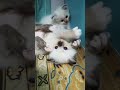 Cute kittens #pets #funny #kucing #catlover