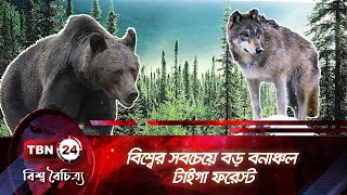 বিশ্বের সবচেয়ে বড় বনাঞ্চল – টাইগা ফরেস্ট | Taiga Forest | TBN24 CK EP-167.1