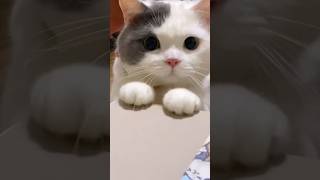 Cuteness😻 #cat #kitten #catlover #cute #pets #shortvideo #funny #fyp #shorts #trending #short