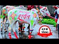 | Bail Pola Festival Best Video 2024 | | बैल पोळा सजावट |