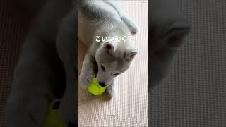 ボール遊びの楽しさを知るシベリアンハスキー子犬さん #shorts