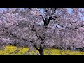 8k footage akagi nanmen senbonzakura cherry blossom【群馬 赤城南面千本桜_8k】