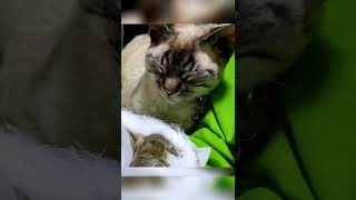 #79 Chinese medicine \u0026 cat｜Daily｜Devon Rex｜cat｜funny＆cute｜Pet｜德文卷毛貓｜可愛｜寵物｜貓｜