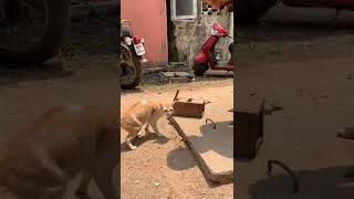 cat hunting rat | @SelectedvideosIndia