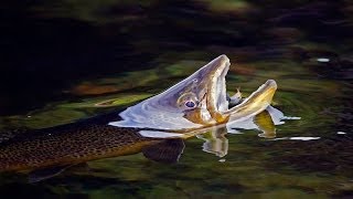 Mayflies makes waves - Trout feeding!