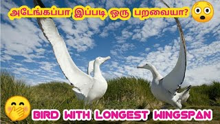 மிரள வைக்கும் அதிசய பறவை ஆச்சரியமூட்டும் தகவல்கள் Amazing bird albatross #mystry myna