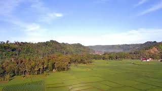 Pemandangan Sawah yang indah dan sejuk - Drone View