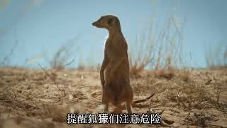 《 狐獴家族遭遇电音诈骗 》#动物世界 #狐獴