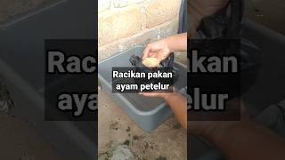 Campuran pakan ayam petelur