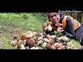 ep.22 เก็บเห็ดผึ้งหวานเยอะมากมาย🍄เต็มคันรถ🍄🇫🇮 reviewfinland bypaen