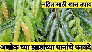 अशोक च्या झाडांच्या पानाचे फायदे|| खास महिलांसाठी || Master Jeevan Helth|| Swagat Todkar