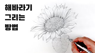 해바라기 스케치를 멋지게 하는 방법 / 꽃 잘 그리는 방법, 식물스케치, Sunflower Pencil Sketch