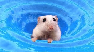 Hamster Whirlpool Maze 🐹 Amazing Hamsters Swirl Adventure Escape Plan