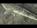 【 マゴチ 】名前を奪われた魚　platycephalus sp.