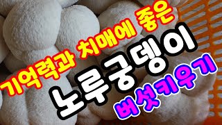 치매에 좋은 기억력 좋아지는 음식과 노루궁뎅이버섯가격