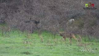 Lupo Appenninico spaventato da un cinghiale