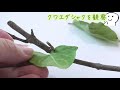 【クワエダシャク】枝に擬態する冬の虫を観察してみよう♪駄菓子屋トカゲのおっさん dagasi store gecko`s uncle