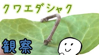 【クワエダシャク】枝に擬態する冬の虫を観察してみよう♪駄菓子屋トカゲのおっさん DAGASI store! Gecko`s Uncle