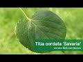 Tilia cordata 'Savaria' - Van den Berk over Bomen