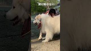 スト部新入部員#グレートピレニーズ #shorts #greatpyrenees #funnydogs #dogs #pet #散歩拒否