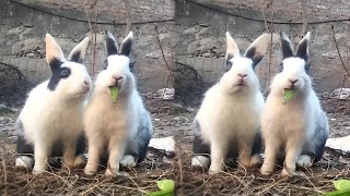 Cute Bunnies - Baby Rabbits Eating Green Peas (Rabbit Sound)