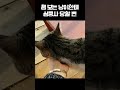 처음 보는 고양이 한테 심쿵사 당할 뻔함