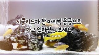 시클리드가 공격받아 한 마리씩 용궁으로 가고 있다면 꼭 보셔요~!